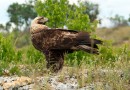 Imperial eagle © L.Andreev. Green Balkans